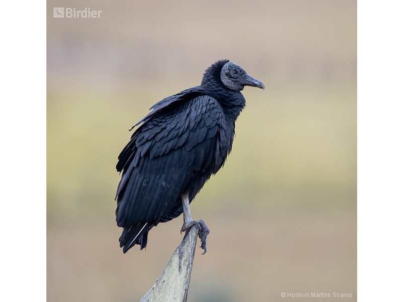 Black Vulture