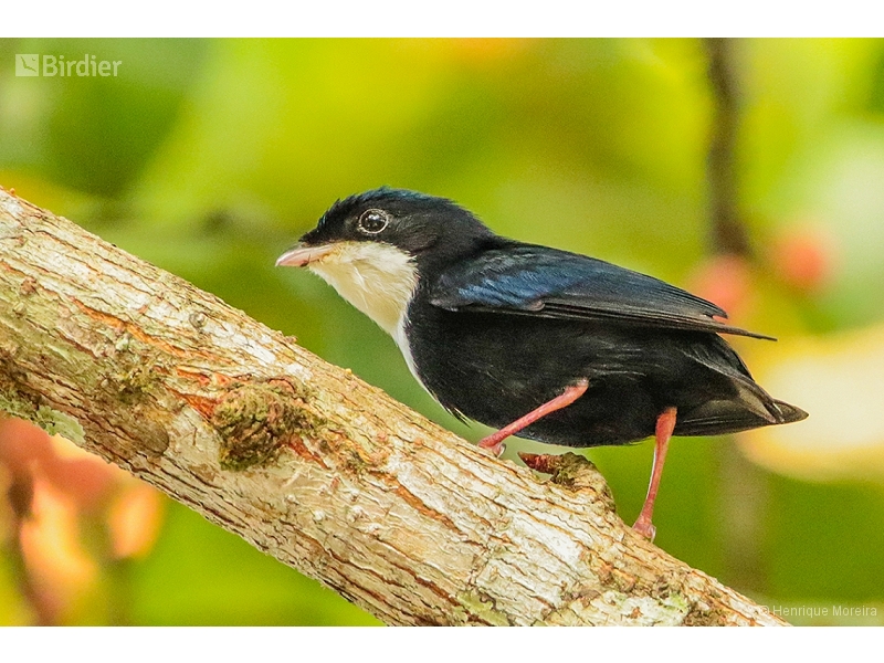 White-throated Manakin