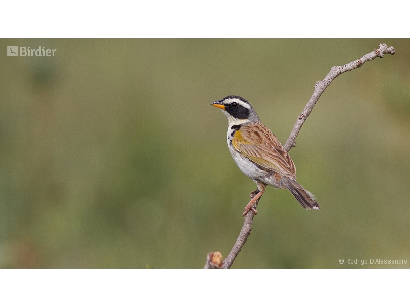 Black-masked Finch