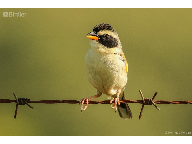 Black-masked Finch