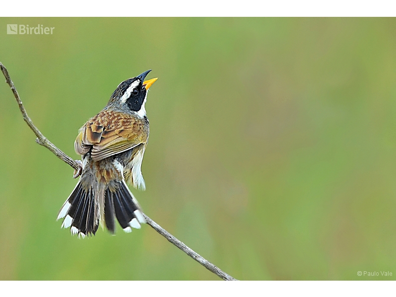 Black-masked Finch