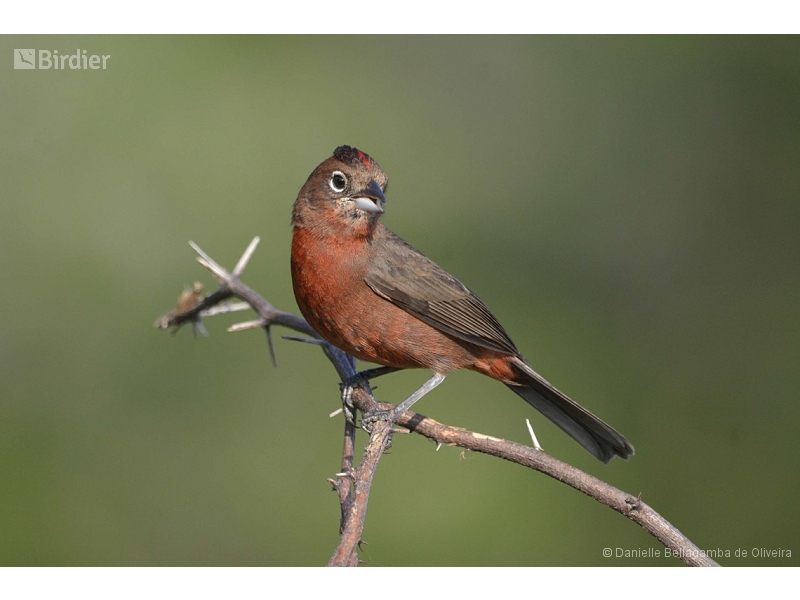 Red Pileated Finch