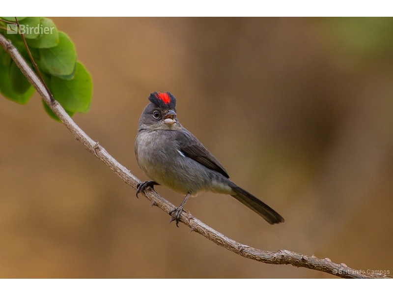 Grey Pileated Finch
