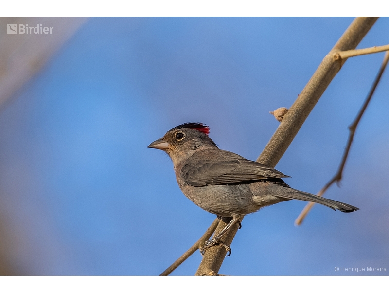 Grey Pileated Finch