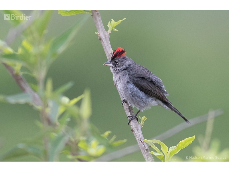 Grey Pileated Finch
