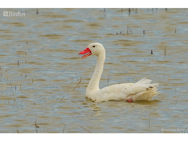 Coscoroba Swan