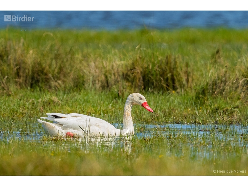 Coscoroba Swan