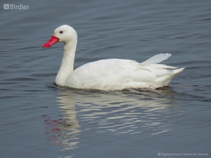 Coscoroba Swan