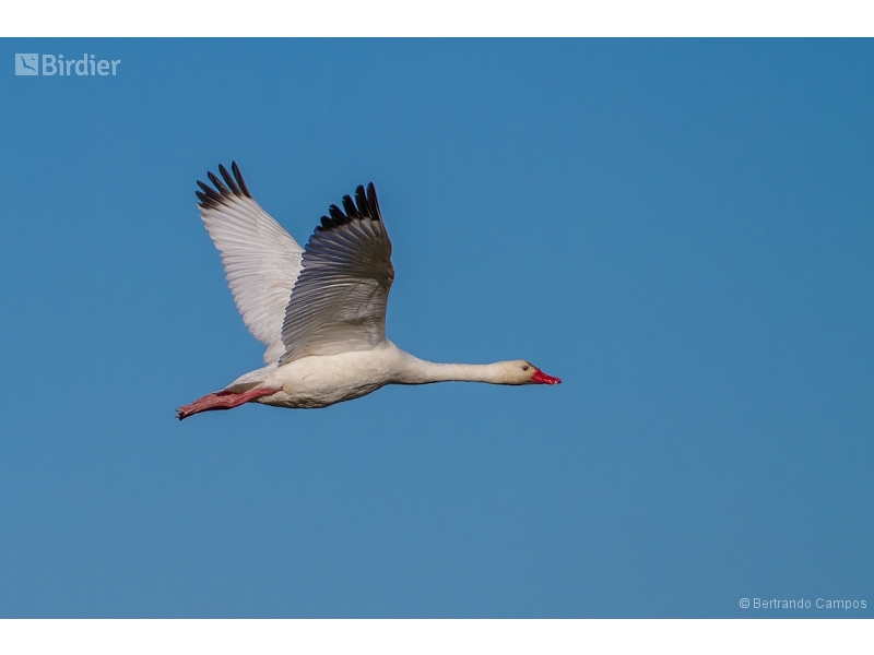 Coscoroba Swan