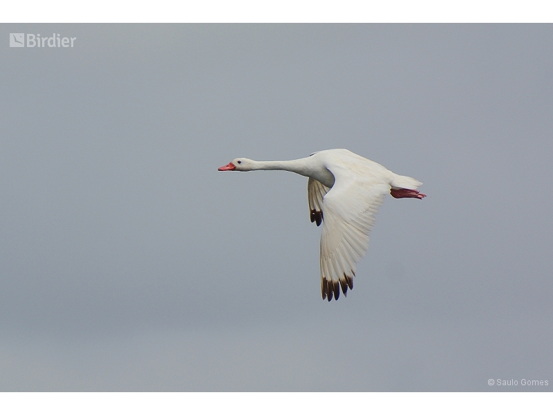 Coscoroba Swan