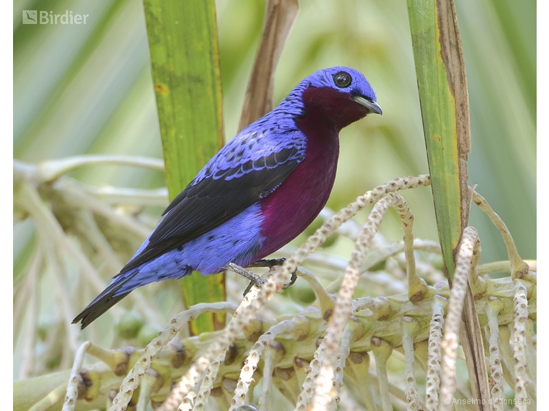 Purple-breasted Cotinga