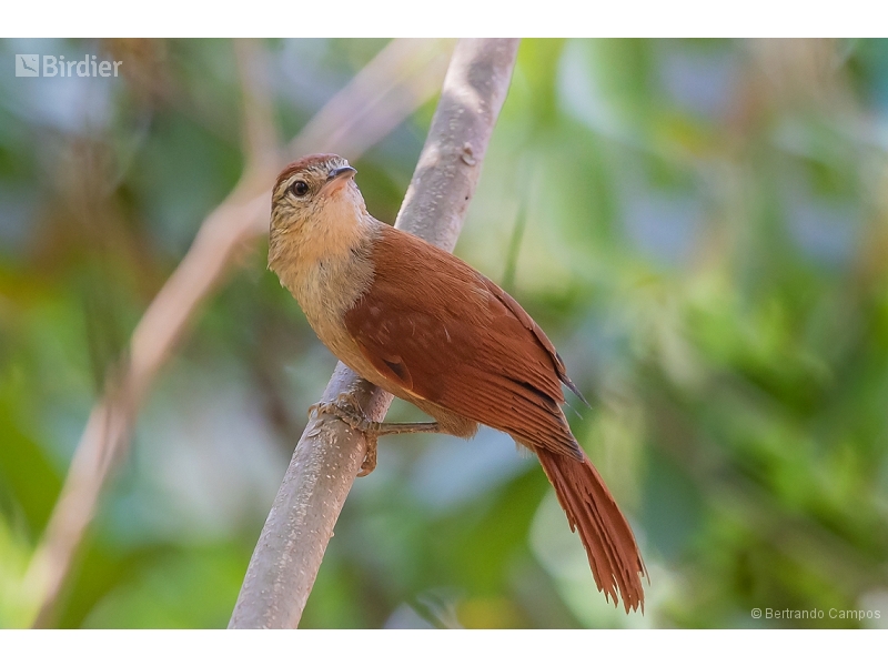 Rusty-backed Spinetail