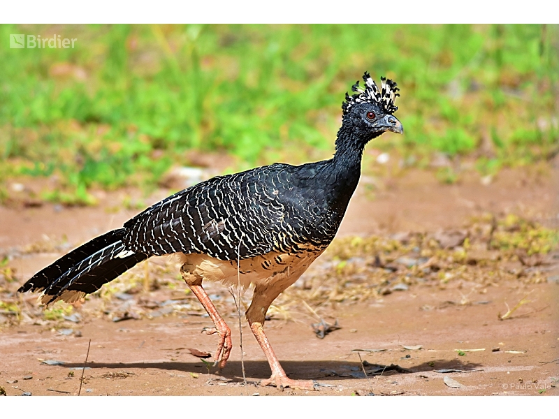 Bare-faced Curassow