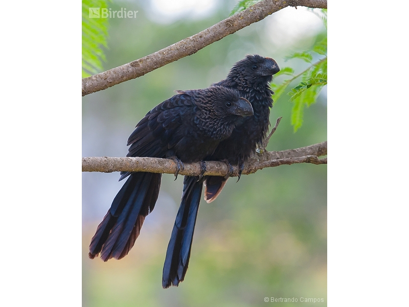 Smooth-billed Ani