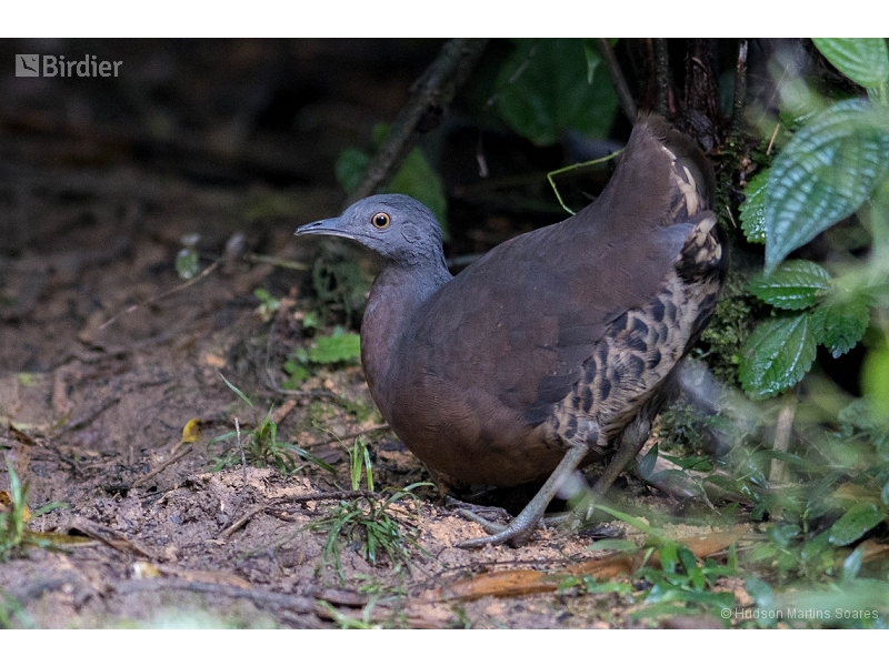 Brown Tinamou