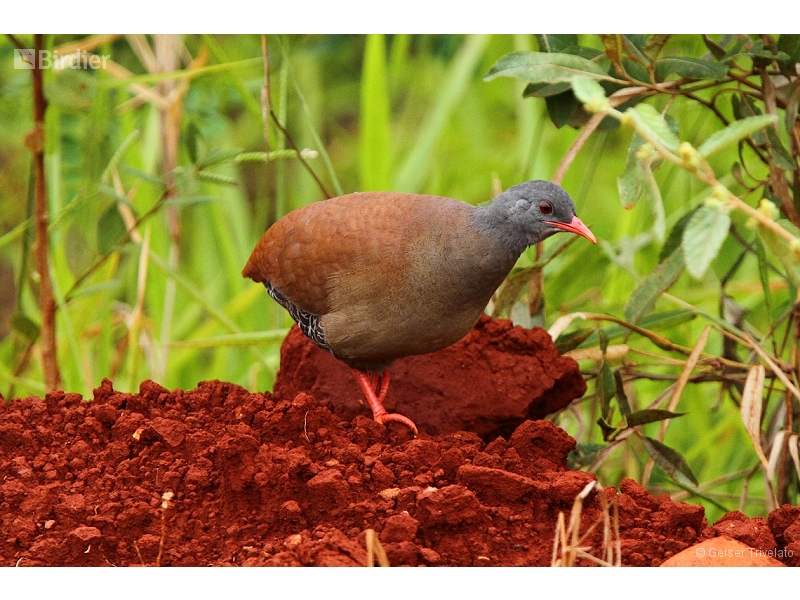 Small-billed Tinamou