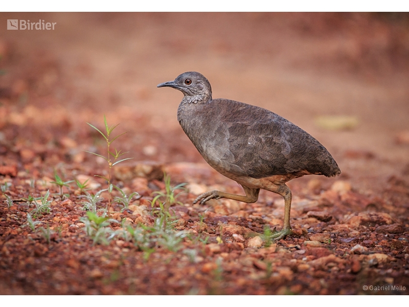 Undulated Tinamou