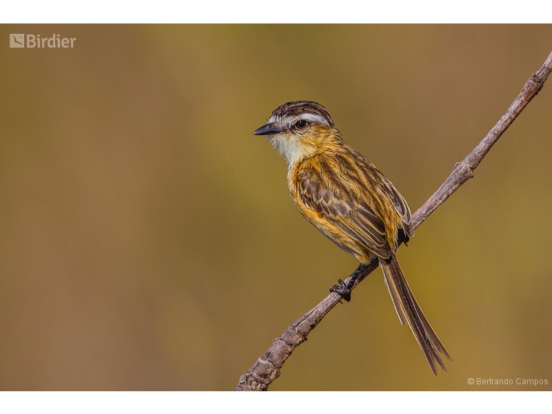 Sharp-tailed Grass Tyrant