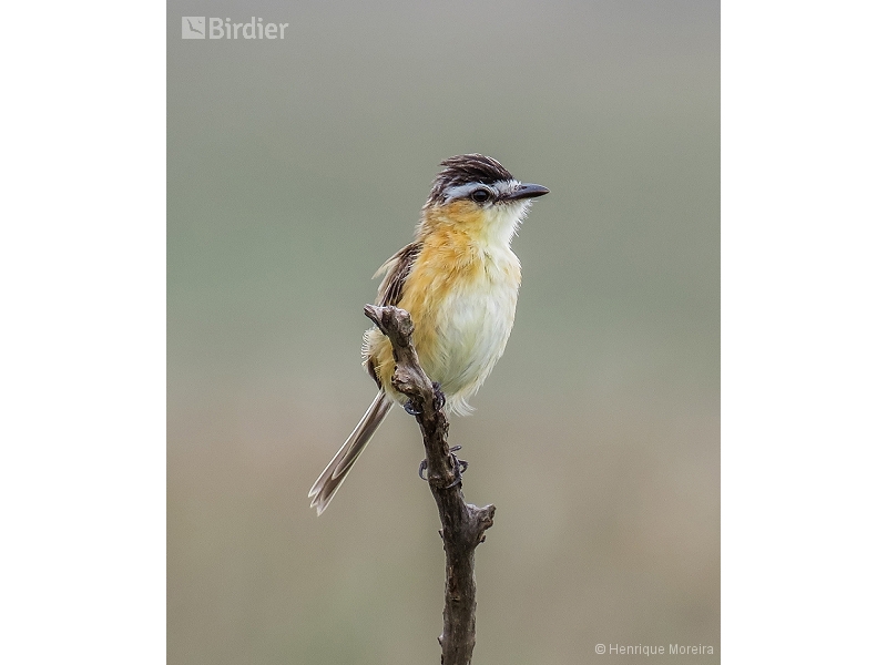 Sharp-tailed Grass Tyrant