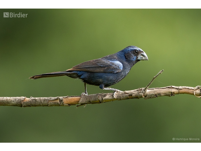 Ultramarine Grosbeak