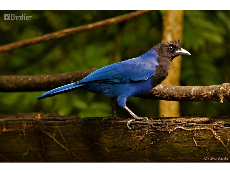 Azure Jay