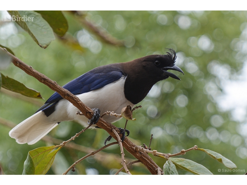 Curl-crested Jay