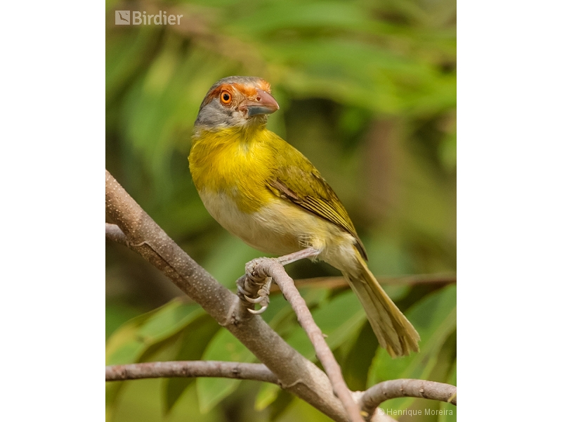 Rufous-browed Peppershrike