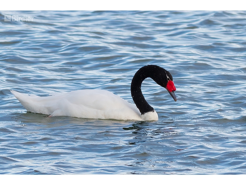 Black-necked Swan