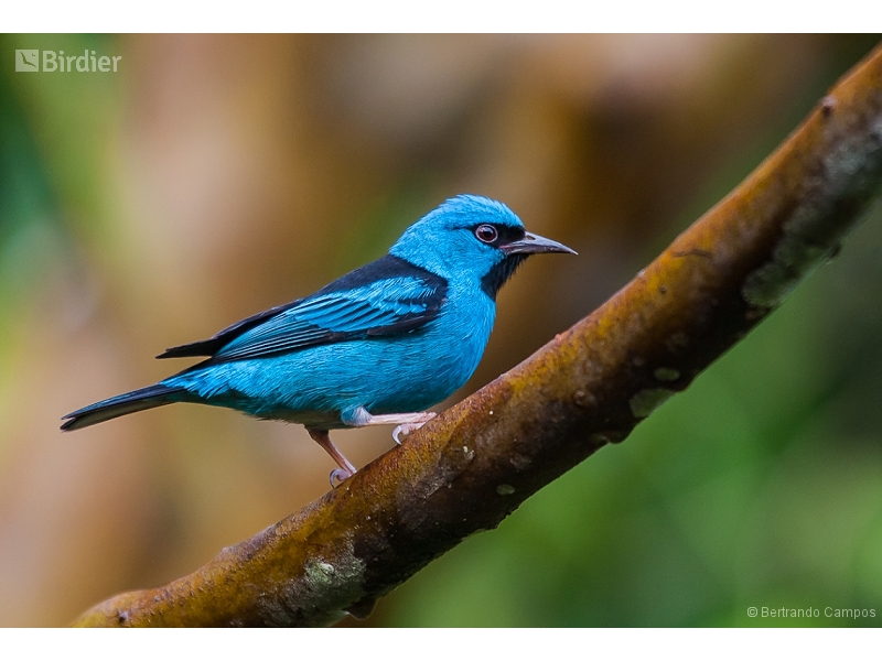 Blue Dacnis