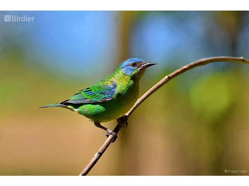 Blue Dacnis