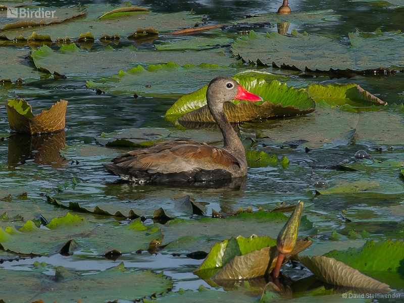 Black-bellied Whistling Duck