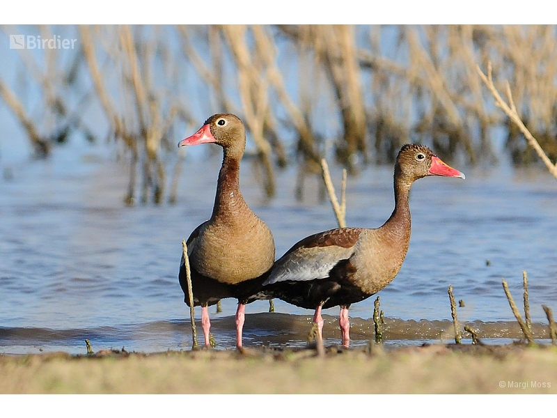 Black-bellied Whistling Duck