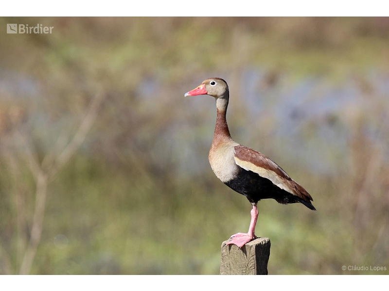 Black-bellied Whistling Duck
