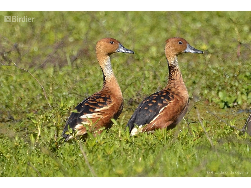 Fulvous Whistling Duck
