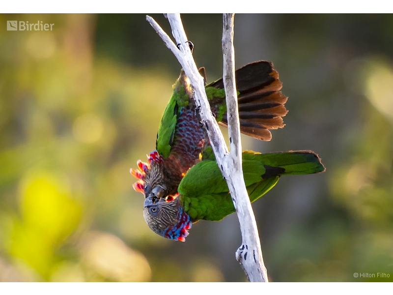 Red-fan Parrot
