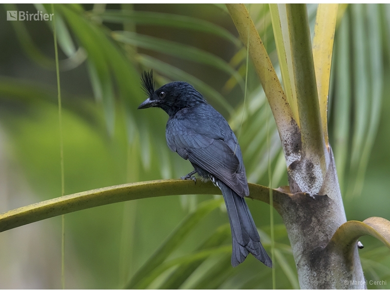 Crested Drongo