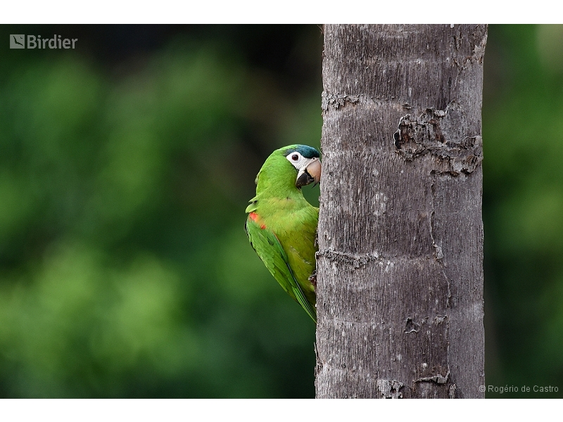 Red-shouldered Macaw
