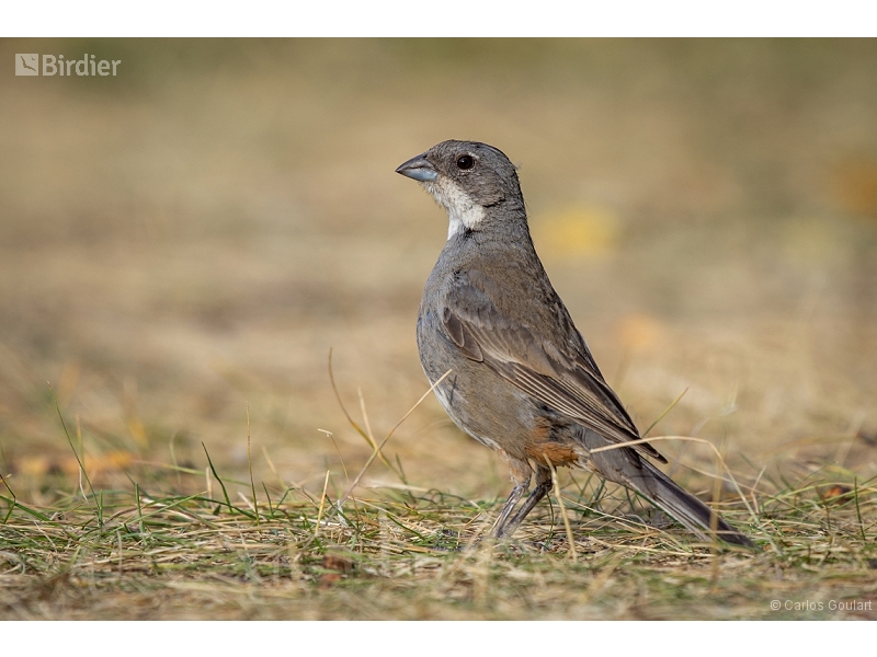 Diuca Finch