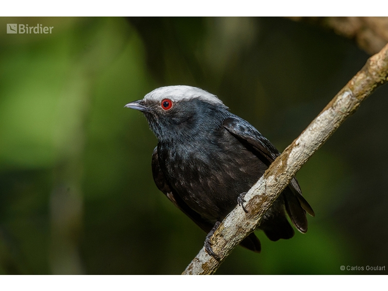 White-crowned Manakin