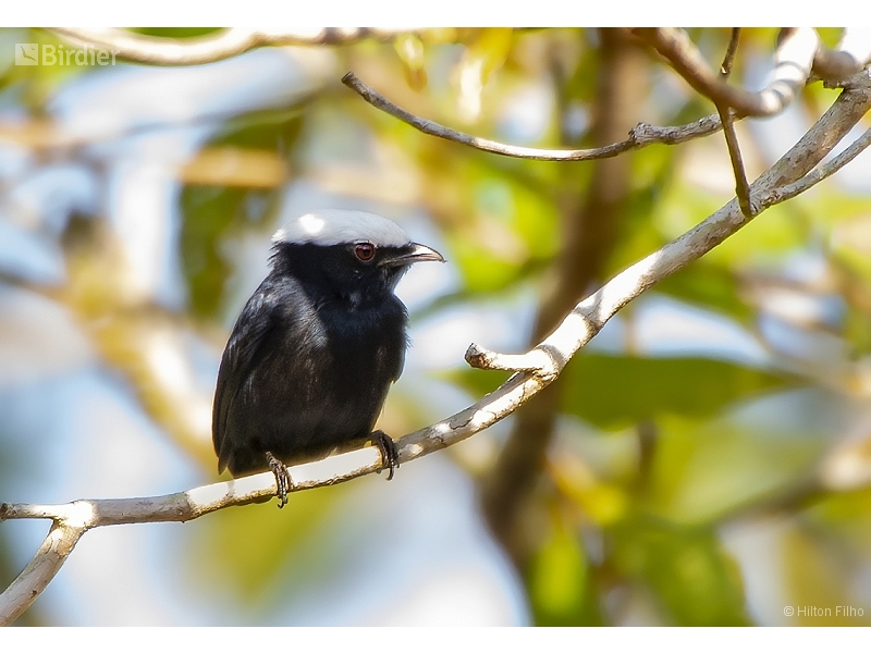 White-crowned Manakin