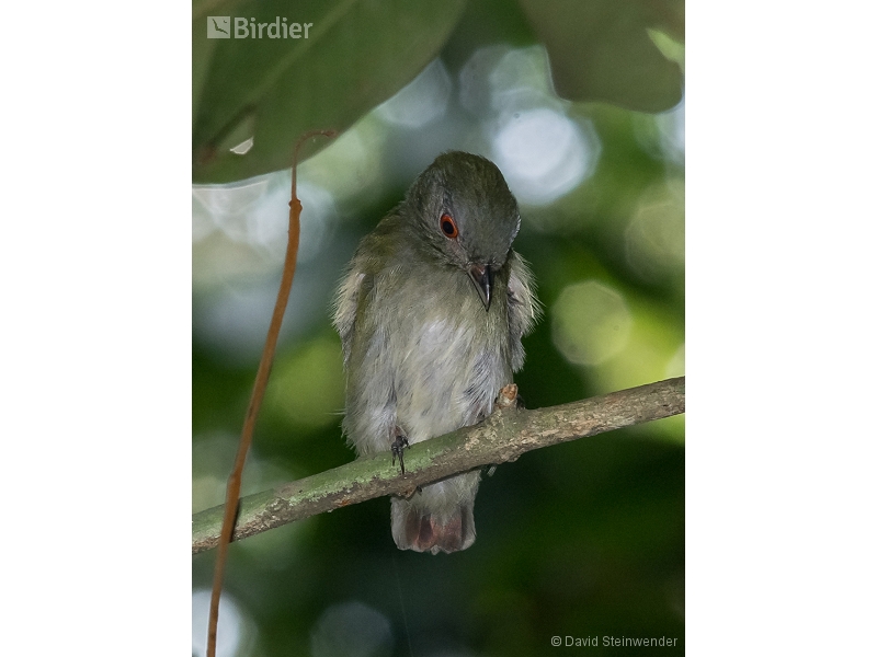 White-crowned Manakin
