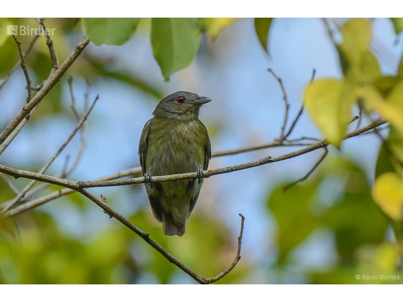 White-crowned Manakin