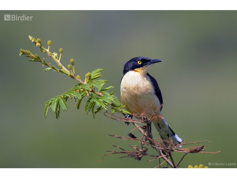 Black-capped Donacobius