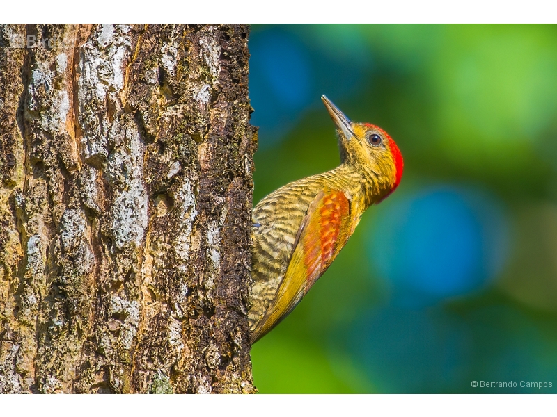 Red-stained Woodpecker