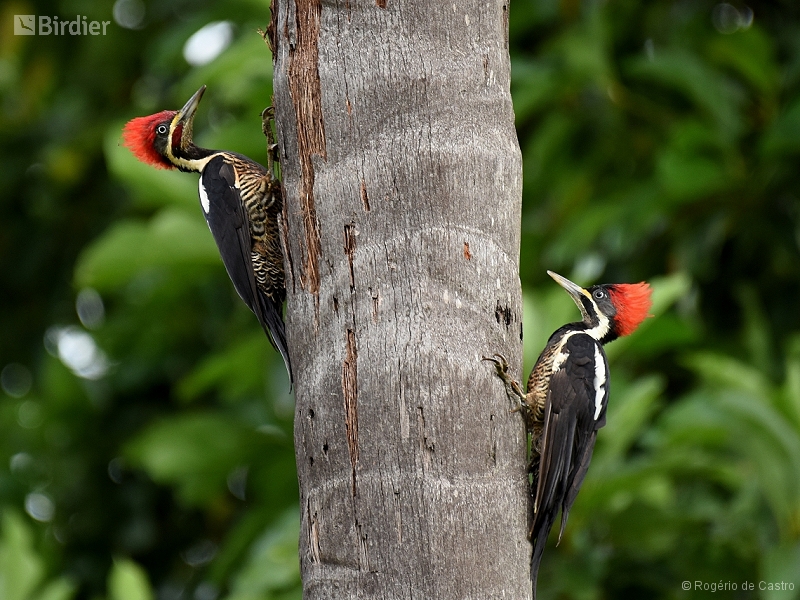 Lineated Woodpecker