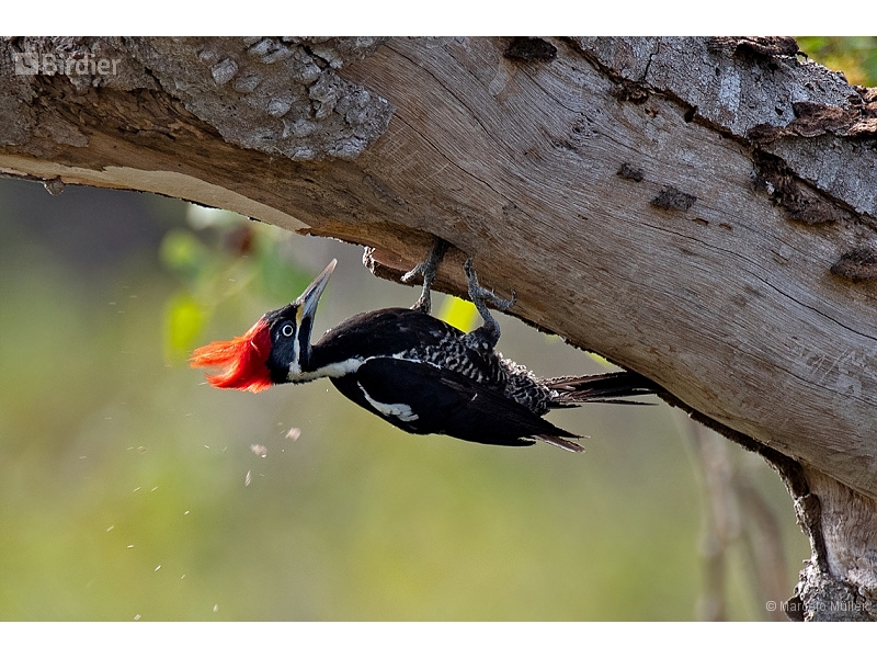 Lineated Woodpecker