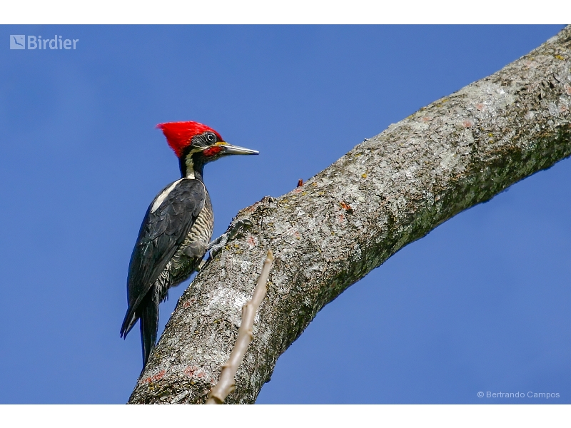 Lineated Woodpecker