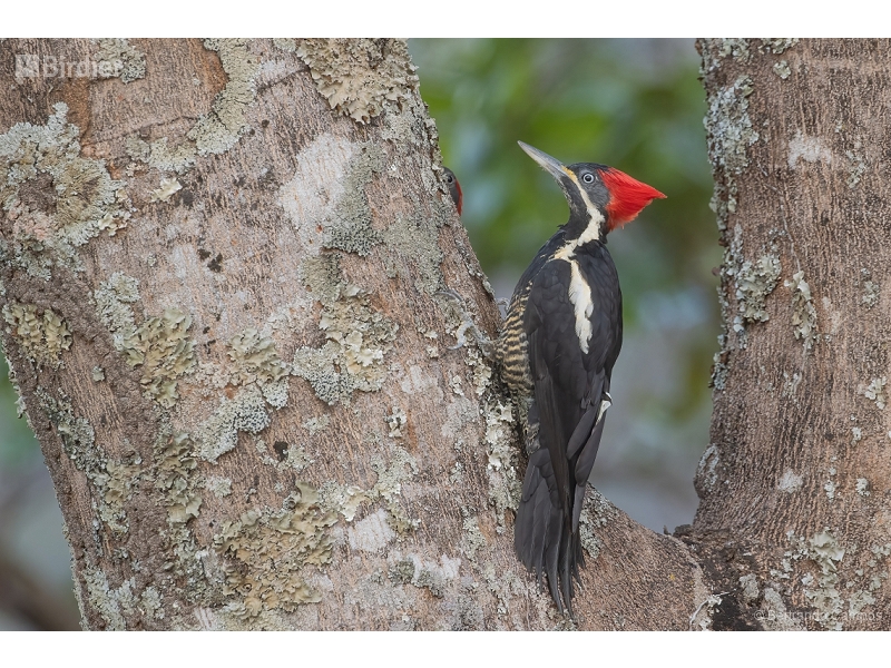 Lineated Woodpecker
