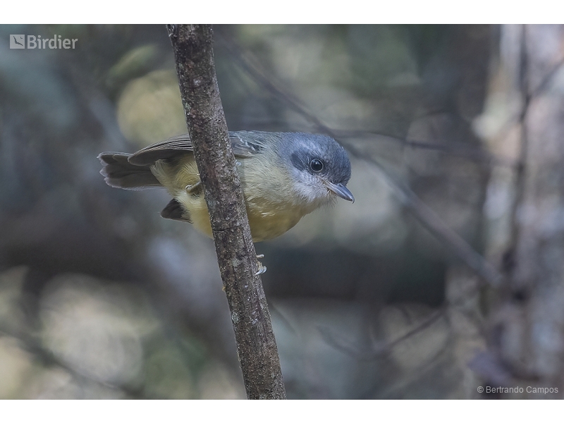 Plain Antvireo