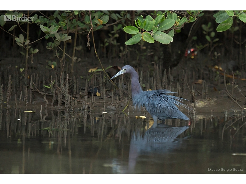Little Blue Heron